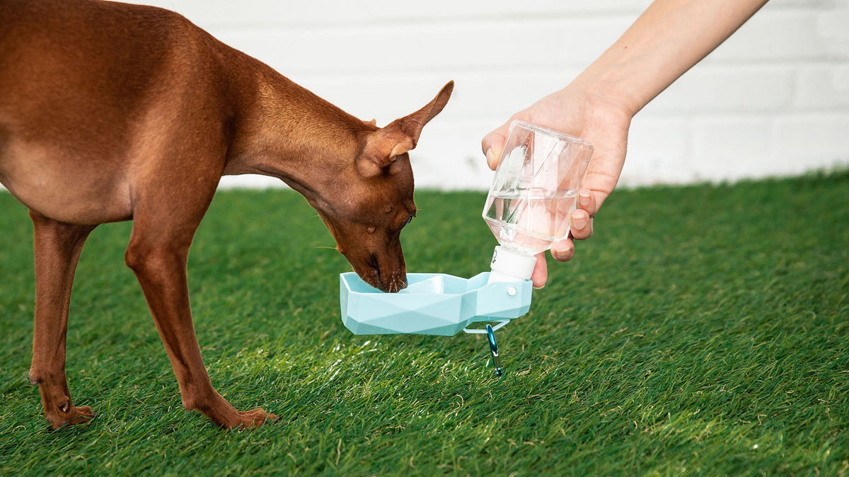 Portable Pet Travel Water Bottle with Fold-Out Bowl – 250ml