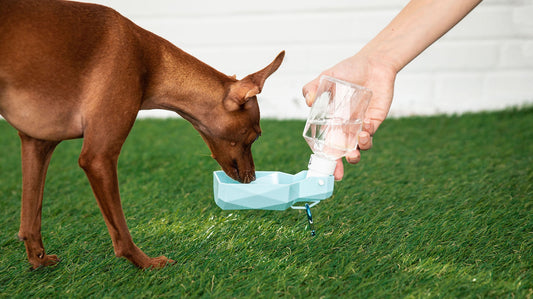 Portable Pet Travel Water Bottle with Fold-Out Bowl – 250ml