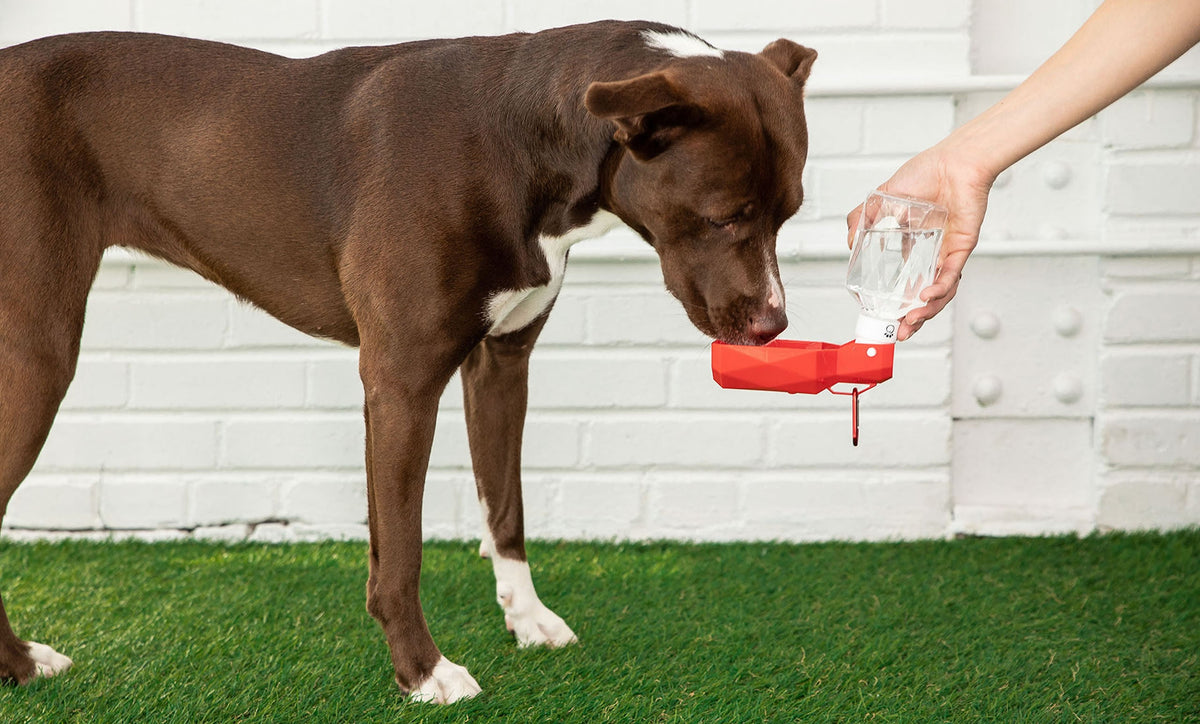 Portable Pet Travel Water Bottle with Fold-Out Bowl – 250ml