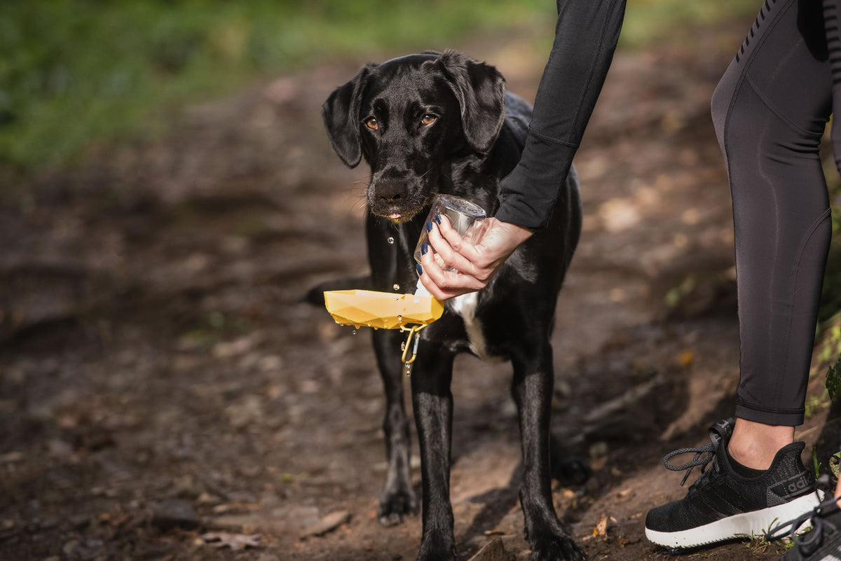Portable Pet Travel Water Bottle with Fold-Out Bowl – 250ml