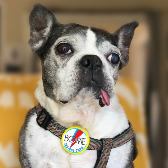 Personalized Silent Pet ID Tag – Ringless Collar & Harness Tag